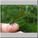 Calopteryx splendens - Gebaenderte Prachtlibelle w06.jpg